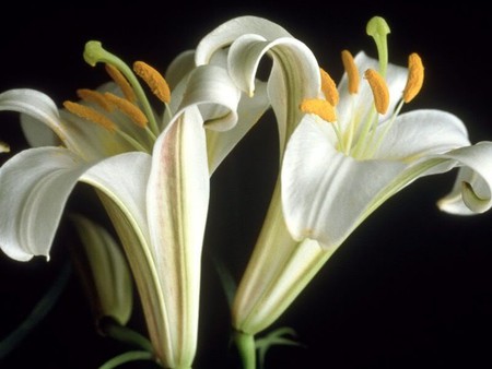 white beauties - white, lilies, macro, easter, flower