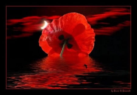 poppy sunset - dark, reflection, red, sunset, poppy