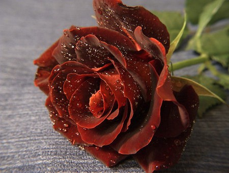 rose - single, dew, red, rose, flower