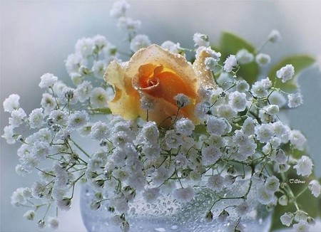 soft - white, yellow, flowers, bud, rose