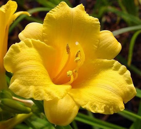 yellow beauty - macro, beauty, yellow, lily