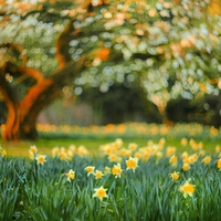 under the magnolia tree