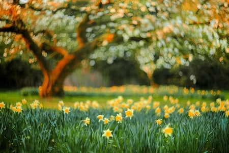 under the magnolia tree - magnolia, daffodils, yellow, tree