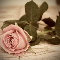 vintage rose