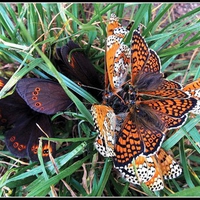 Butterfly meeting