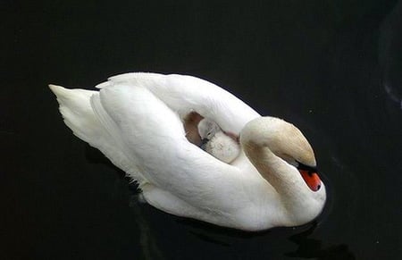 Out for a cruise - white, beauty, swan, young, ride, mother, cygnet