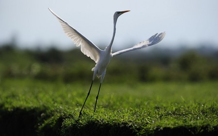 wanna piece a me? - funny, fly, bird, humor, feathers, grass, wings, white, sky, photography, field, nature