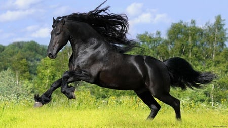 Black Fury - black, horses, beautiful, stallion, animals