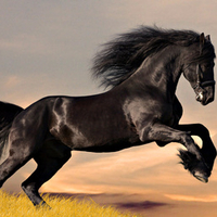 Black Stallion