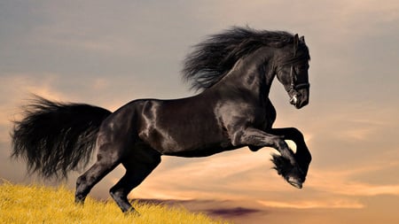 Black Stallion - horses, animals, beautiful, stallion, black