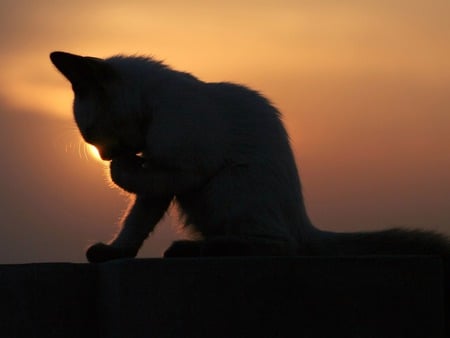 Feline silhouette - summer, animal, cute, black, silhouette, sweet, cat, sun, pisica, morning, kitten, orange, feline, sunset