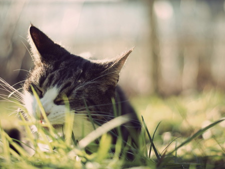 Exploring the garden - animal, kitten, cat, sweet, feline, grass