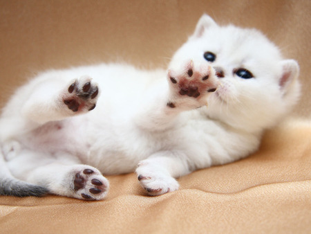 Angel paws - cat, animal, feline, sweet, kitten