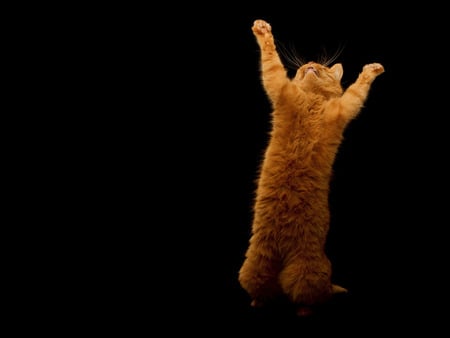 Dancer - dancer, cat, feline, animal, funny, sweet, kitten