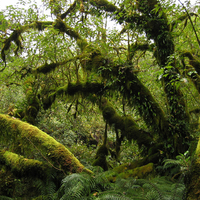 Fiordland Rainforest NZ