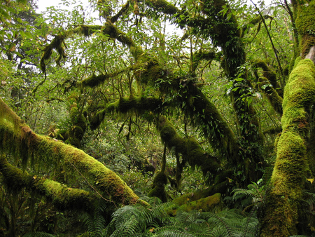 Fiordland Rainforest NZ - nature, green beautiful, forest, trees