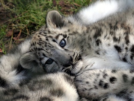 Feline cub - wildlife, cub, animal, feline, big cat