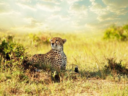 Cheetah - wildlife, cheetah, animal, savanaa, big cat, africa, feline