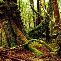 Cradle Mountain-Lake St Clair National Park