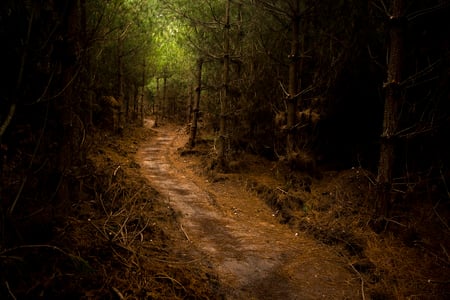 the-beaten-path-left-hand - forest, trees, nature, jungle