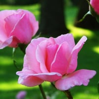 Pink roses