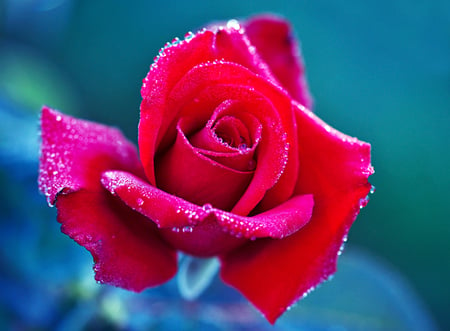 Red rose - nature, flowers, roses, red