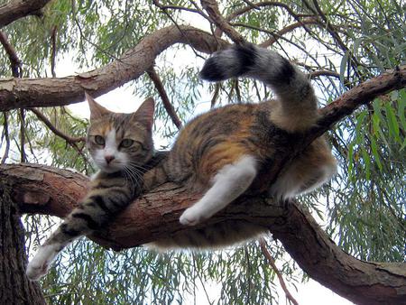 cat - nature, cat, animals, tree, pet