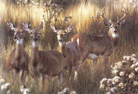 POWER AND GRACE - whitetail, fall, buck, grace, power, does