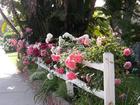 rose fence - nature, fence, house, flowers, rose, garden