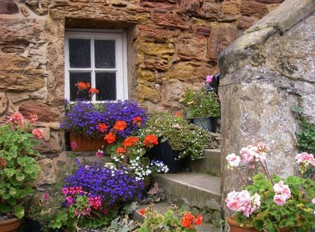 flowers - flowers, house, courtyard, wall