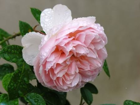 rose for Cinzia - nature, garden, rose, pink