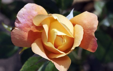 Pink-Yellow Rose - flowers, colorful, delicate, beautiful, plants, exquisite, rose, perennials