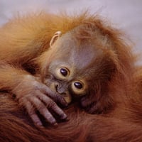 Baby Orangutan