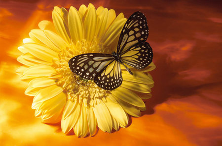 Lovely - white, petal, butterfly, gerbera, beautiful, wings, flower