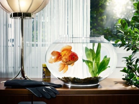 At home - nice, tail, fishbowl, glass, curtains, fishfood, goldfish, gloves, fins, pretty, window, marbles, fish, plant, lamp