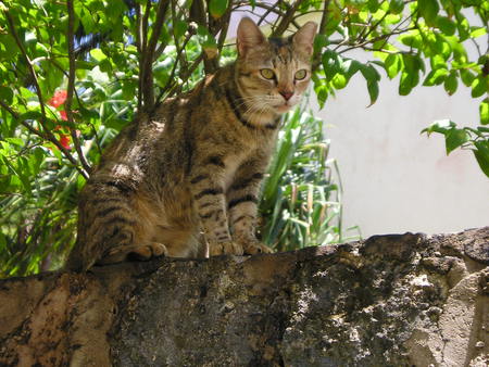 African Shade - whiskers, paws, claws, fur, cat, animals, feline