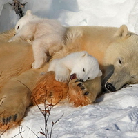 Polar bear with twins cubs