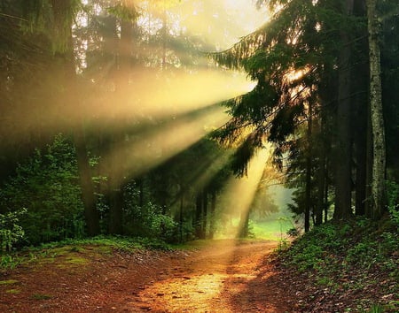 Sunrise at the forest - morning, between, trees, forest, green leaves, light, sun, sunrise