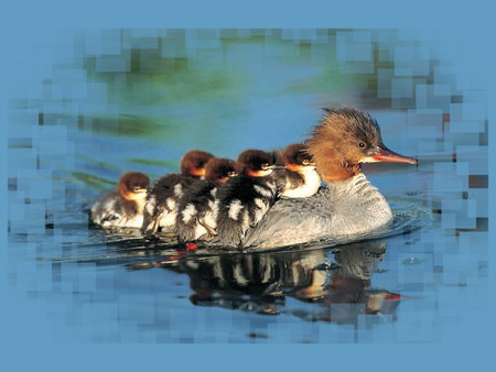 Piggyback Loons F1 - loon, love, lake, photography, water, mother, pond, photo