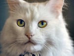 White Longhaired Cat