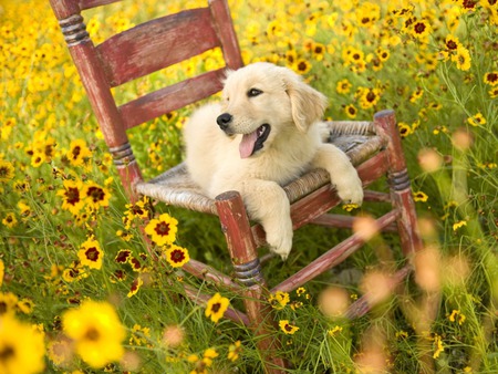 My  chair - summer, dog golden, field, blackeyedsusans, retriever, chair, dog, grass