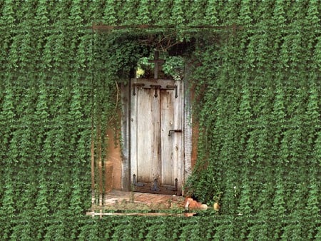 Secret Gate 1 - greenery, gate, ivy, scenery, garden, photography, photo