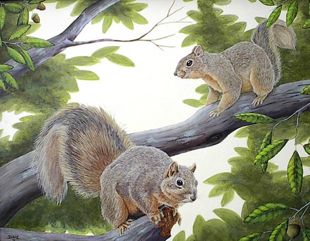 Going for - squirrels, nut, acorn, tree, leafs