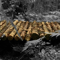 Log bridge in the forest