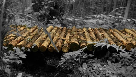 Log bridge in the forest - forest, logs, colorsplash, black and white, bridge