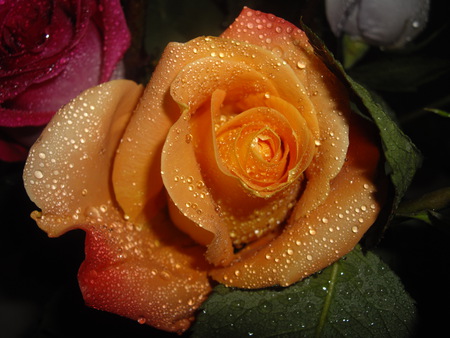 For My Girlfriend Jeri - flowers, roses, rose, gift, orange, flower