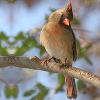 Female Cardinal 1
