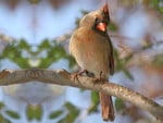 Female Cardinal 1