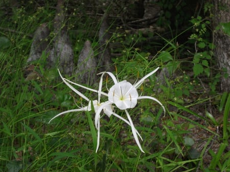 Spider Flower - nature, unique, flower, river