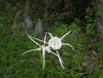 Spider Flower